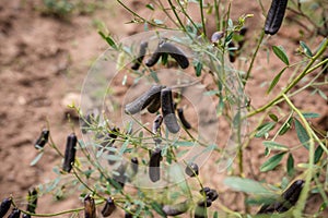 Farm Land Shamba Agriculture Fields Meadows Nature Plant Trees Generic Vegetation In Kakamega County In Kenya East African