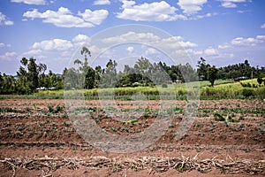 Farm Land Shamba Agriculture Fields Meadows Nature Plant Trees In Kakamega County In Kenya East Africa