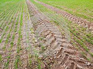 Farm land tire tractor track background dirt path floor grass