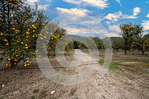 Farm land trees set against mountain backdrop