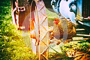 Farm landscape with brown chicken. Agriculture background