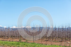 Farm landscape with espalier fruit trees