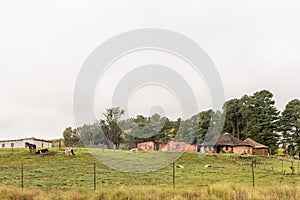 Farm landscape with houses and cows on the P317-road