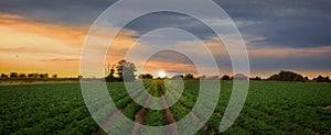 Farm landscape in Skagit valley Washington