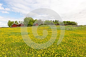 Farm Landscape in Sweden with typically red house