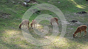 Farm life in Africa with goats and monkeys