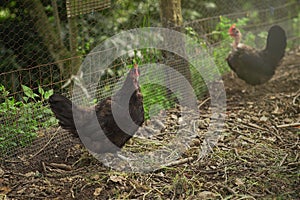 Farm life black hens in the chicken coop