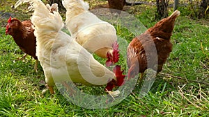 Farm life - brown chickens and white roosters enjoying nature\'s bounty