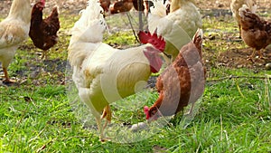 Farm life - brown chickens and white roosters enjoying nature\'s bounty