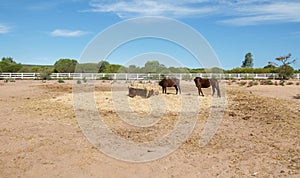 Farm Life: Chestnut Horses