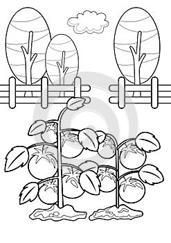 Farm Life Harvest Tomatoes Coloring Pages A4 for Kids and Adult