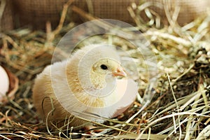 Farm. Little chick with hay and eggshell