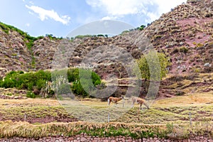 Farm of llama,alpaca,Vicuna in Peru
