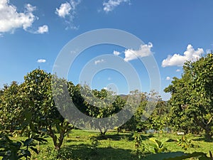 Farm Lychee tree at noon