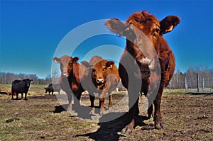 Schultz Cows Photo -  6 photo