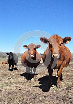 Schultz Cows Photo  photo