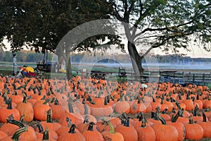 Farm market displaying its fall pumpkins, mums, and corn shocks