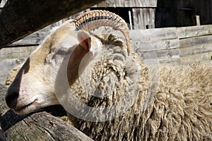 Farm: merino sheep side head horn