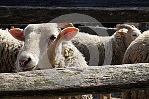 Farm: merino sheep in yard