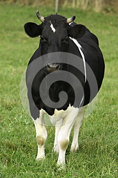 Farm milk cow on a pasture in Poland