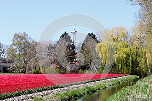 Farm and modern windturbine flower fields polder, Netherlands