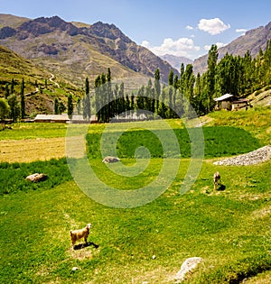 Farm in the mountains of Tajikistan