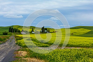 A Farm and a Mustard Crop