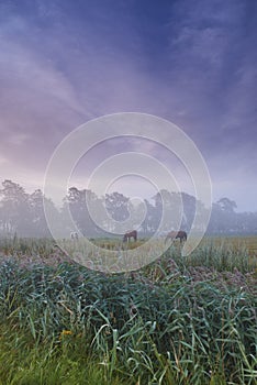 Farm, nature and horses with mist, fog and calm with countryside and landscape. Field, sky and ecology for growth