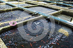 Farm nursery Ornamental fish freshwater in Recirculating Aquaculture System. photo