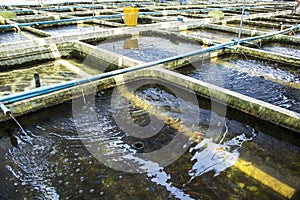 Farm nursery Ornamental fish freshwater in Recirculating Aquaculture System. photo