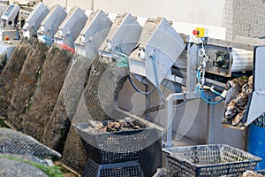 Farm oyster sorting machine by size ready to delivery and sall