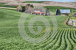 Farm In The Palouse