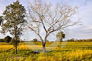 Farm in Pantanal, Mato Grosso (Brazil)