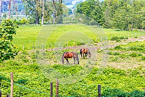 Farm parcel with two brown horses grazing on green grass between fences