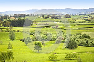 Farm Pasture in New Zealand