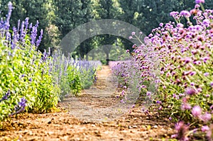 Farm path between bright flower lawns