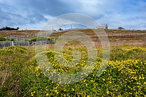 Farm with picket fence under stormy skies. Yellow daisies shaking under the strong wind in the foreground