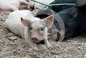 Farm Piglet