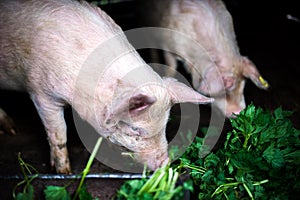 Farm piglets eating grass in the countryside