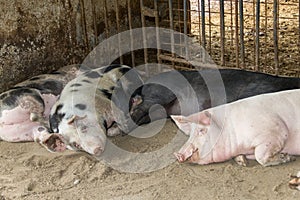 Farm pigs