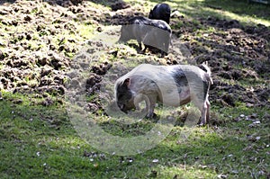 Farm pigs.