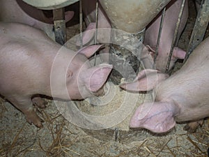 Farm pigs eating