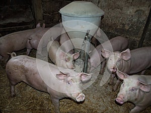 Farm pigs eating