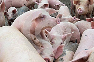 The farm pigs. Livestock breeding.