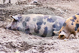 Farm of pigs: mother and child...