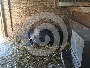 Farm pigs sleeping