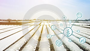 Farm plantation fields covered with spunbond agrofibre. Technology and digitalization. Confronting climate change. Concept of