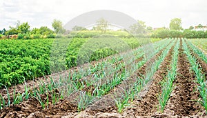 Farm plantation of leek and paprika pepper. Agribusiness and farming. Countryside. Farm for growing vegetables. Food production on