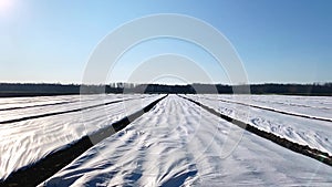 Farm plantations field in early spring fields covered with spunbond agrofibre. Protection plants from daily temperature changes at