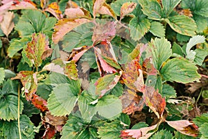 Farm planting of organic strawberries without fertilizers. strawberry leaves, top view. selective focus. strawberry diseases